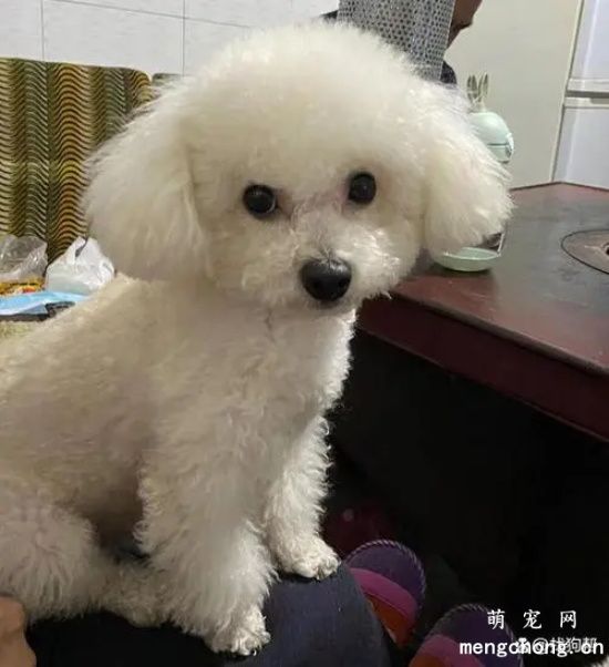 比熊犬怀孕有什么反应