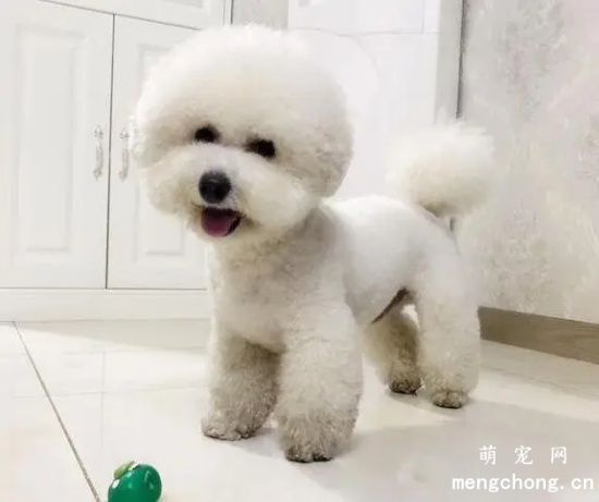 比熊犬为什么会消化不良，原因是什么呢？