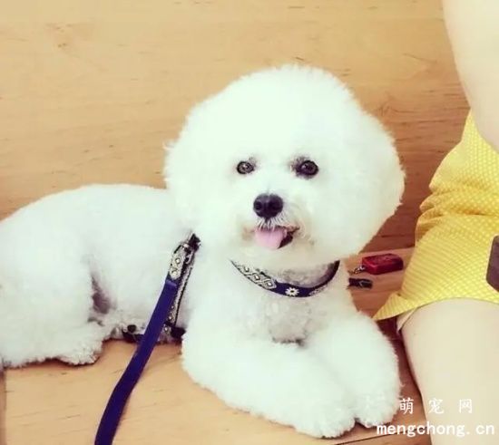 如何让比熊犬学会乖乖看家！比熊犬3个基础训练