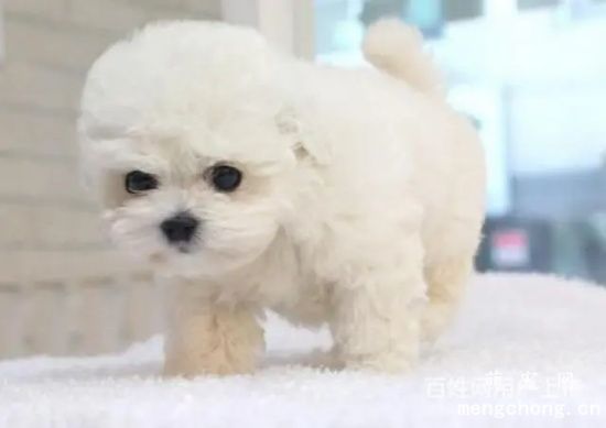 比熊犬和泰迪哪个好