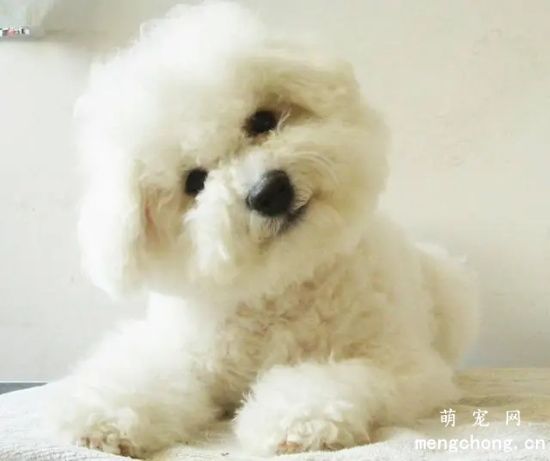 比熊犬好养吗？比熊犬<a href=/tag/diaomao/ target=_blank class=infotextkey>掉毛</a>吗？