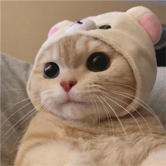 宠物梦公馆