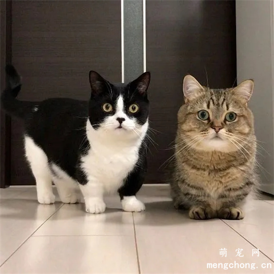 猫咪呕吐拉稀不吃东西是怎么回事？警惕猫瘟和猫传染性腹膜炎！