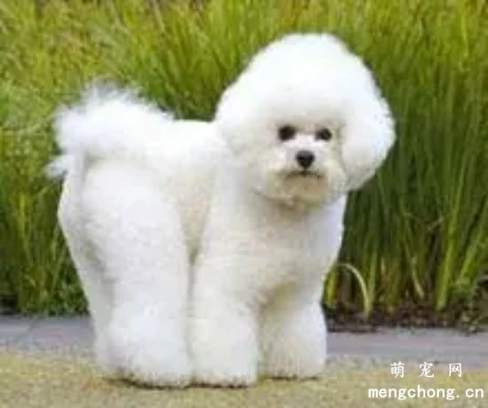 比熊怎么喂？比熊犬日常喂养中3个常见的误区
