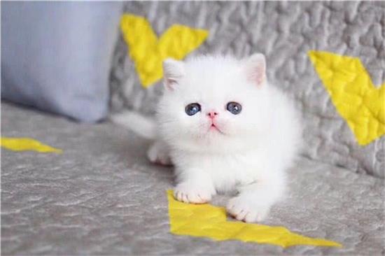 Pet me宠我宠物生活馆