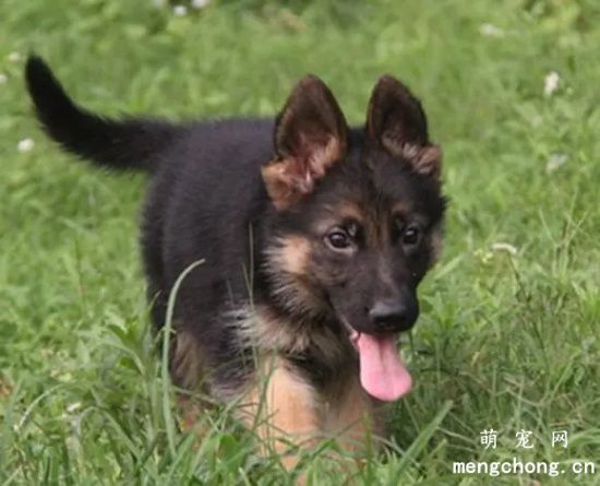 挑选德牧幼犬技巧，有什么注意事项