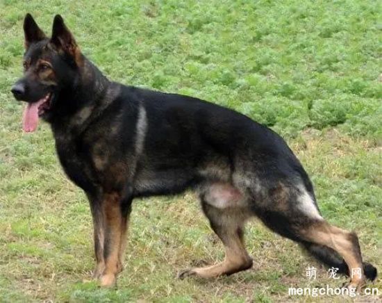 纯种德国牧羊犬幼犬多少钱一只  纯种德牧报价