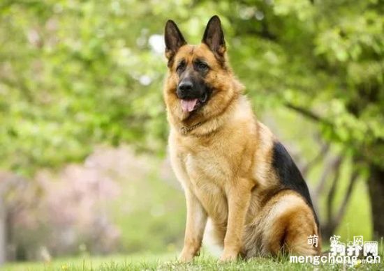德国牧羊犬怎么辨别纯不纯  德国纯种牧羊犬是什么样子