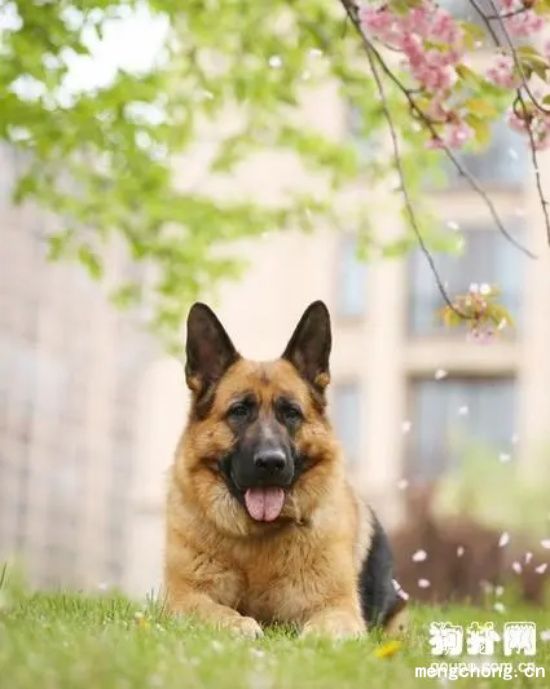 德国牧羊犬幼犬怎么挑