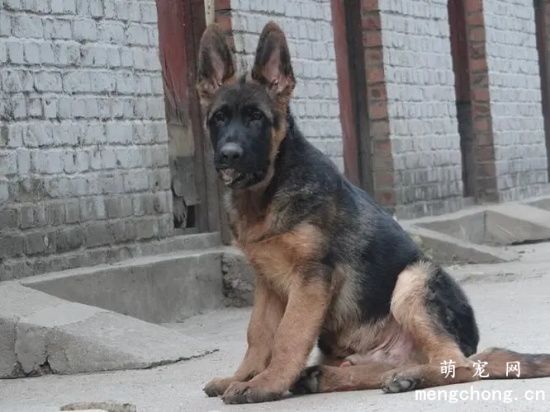 德牧幼犬不同阶段的饲养方法