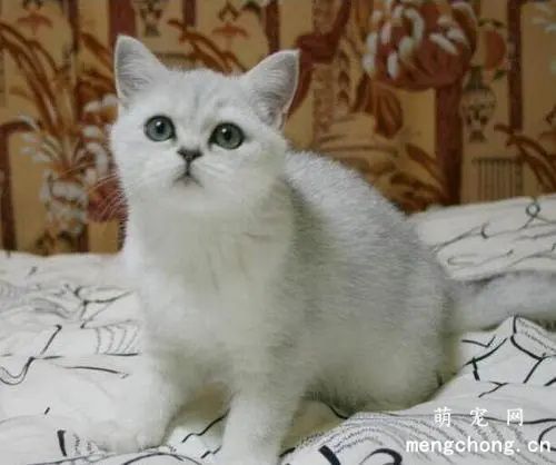 猫咪生完孩子为什么会出血