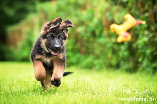 教你快速训练德牧犬学会定点大小便