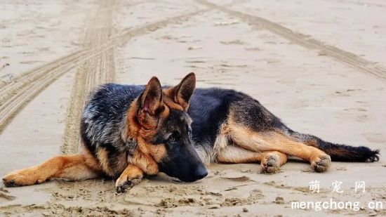 德牧犬不能吃的25种食物，养德牧犬必看