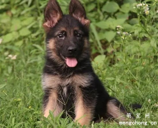 德牧犬肠梗阻的通常是什么原因引起的，德牧犬肠梗阻应该怎么治疗？