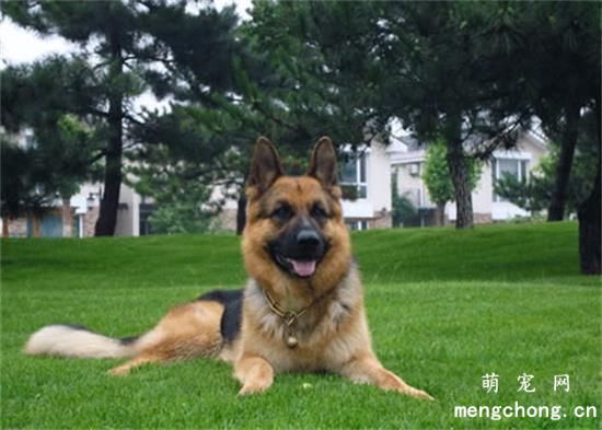 被德牧犬咬会得狂犬病吗?狂犬病只有德牧犬能得吗?