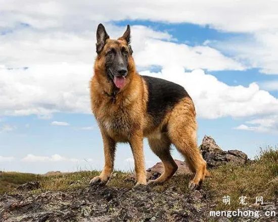 德国牧羊犬来月经的时候，它们会不会肚子疼呢?