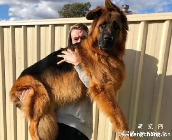 如何判断德牧犬德牧犬是否怀孕?德牧犬怀孕需要注意什么?