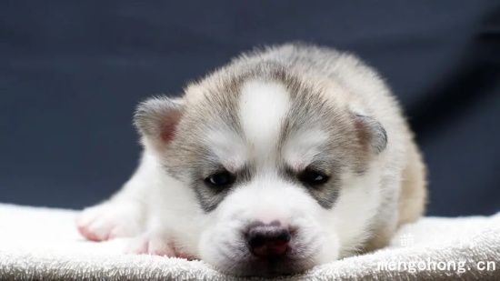 哈士奇幼犬需要补钙吗