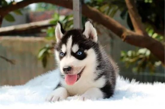 哈士奇幼犬喂养技巧 哈士奇幼犬好养吗