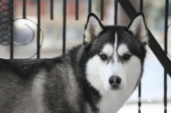 哈士奇幼犬二个月怎么喂养 二个月的哈士奇吃多少