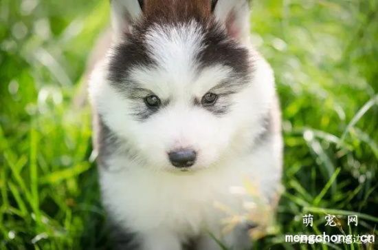 两个月哈士奇幼犬喂养方法