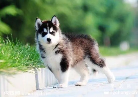 哈士奇可以养吗 哈士奇是烈性犬吗