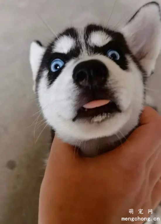 被哈士奇咬会得狂犬病吗？狂犬病只有哈士奇能得吗？