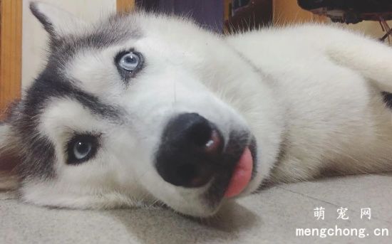 被哈士奇咬会得狂犬病吗？狂犬病只有哈士奇能得吗？