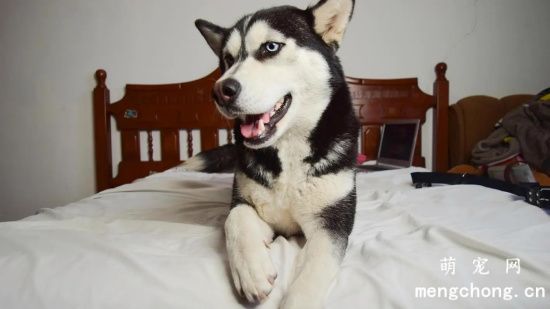 狗狗美容,哈士奇,哈士奇美容
