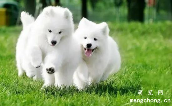 <a href=/tag/samoyequan/ target=_blank class=infotextkey>萨摩耶犬</a>的性格特征