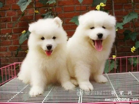 <a href=/tag/samoyequan/ target=_blank class=infotextkey>萨摩耶犬</a>的性格特点