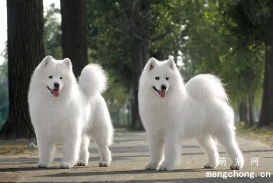 萨摩耶为什么不能养