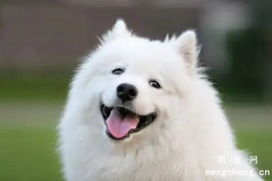 <a href=/tag/samoyequan/ target=_blank class=infotextkey>萨摩耶犬</a>会咬人吗