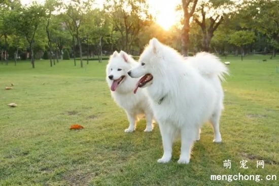 萨摩耶犬缺点 萨摩耶犬怎么样