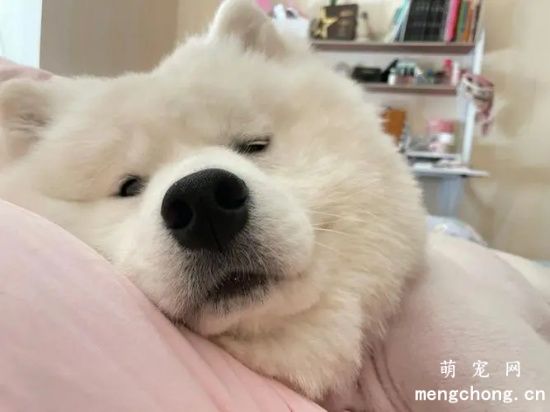 萨摩耶犬的价格是多少