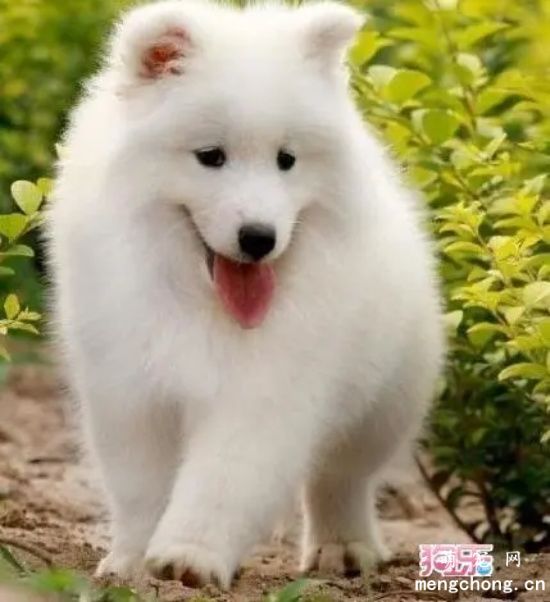 <a href=/tag/samoyequan/ target=_blank class=infotextkey>萨摩耶犬</a>的优缺点