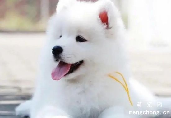 有什么办法让自己挑选一个心仪的<a href=/tag/samoyequan/ target=_blank class=infotextkey>萨摩耶犬</a>？