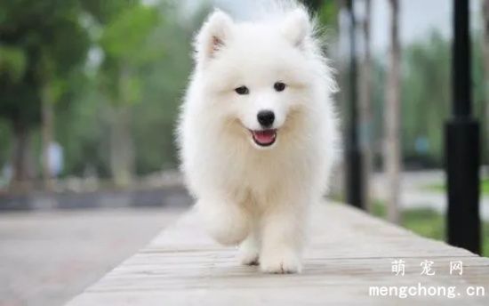 成年<a href=/tag/samoyequan/ target=_blank class=infotextkey>萨摩耶犬</a>多少钱一只