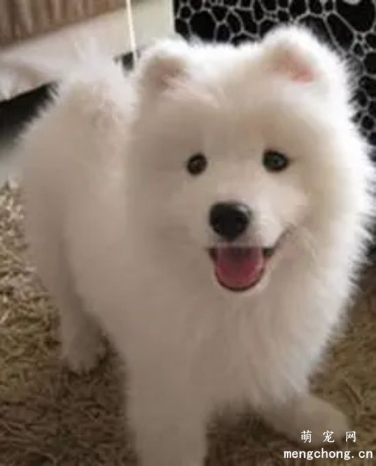 <a href=/tag/samoyequan/ target=_blank class=infotextkey>萨摩耶犬</a>多少钱一只?萨摩耶犬价格