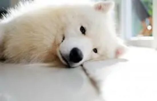 <a href=/tag/samoyequan/ target=_blank class=infotextkey>萨摩耶犬</a>多少钱一只呢