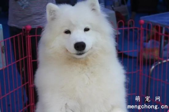 <a href=/tag/samoyequan/ target=_blank class=infotextkey>萨摩耶犬</a>大概多少钱一只