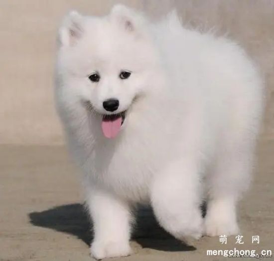 萨摩耶幼犬多少钱一只