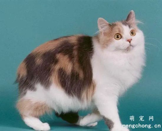 猫咪呕吐的常见原因及应对办法