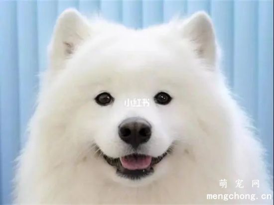 萨摩耶性格是什么样的?<a href=/tag/samoyequan/ target=_blank class=infotextkey>萨摩耶犬</a>性格具备哪些特点