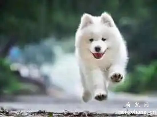 萨摩耶纯种怎么看
