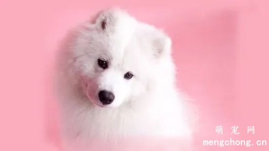 如何清洁萨摩耶的泪痕？