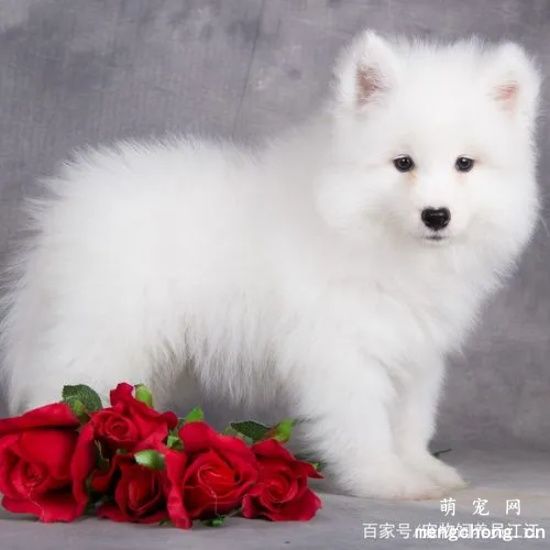 萨摩耶不打疫苗可以吗？