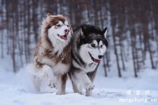 阿拉斯加犬怎么看纯不纯种