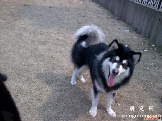 阿拉斯加雪橇犬聪明吗？阿拉斯加雪橇犬雪橇犬智商排名