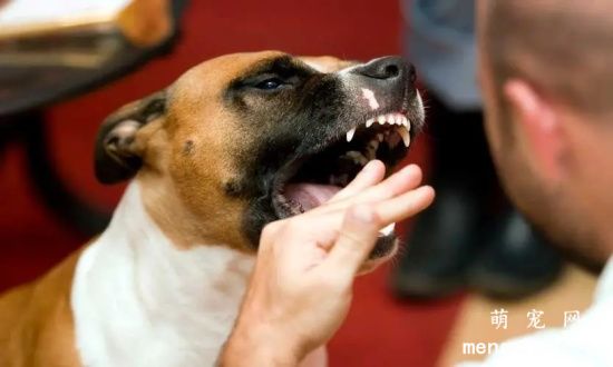 你一定要好好了解狂犬病